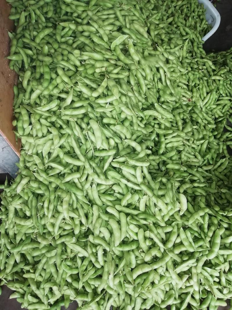精品毛豆大量上市大棚种植翠绿宝货源充足欢迎咨询