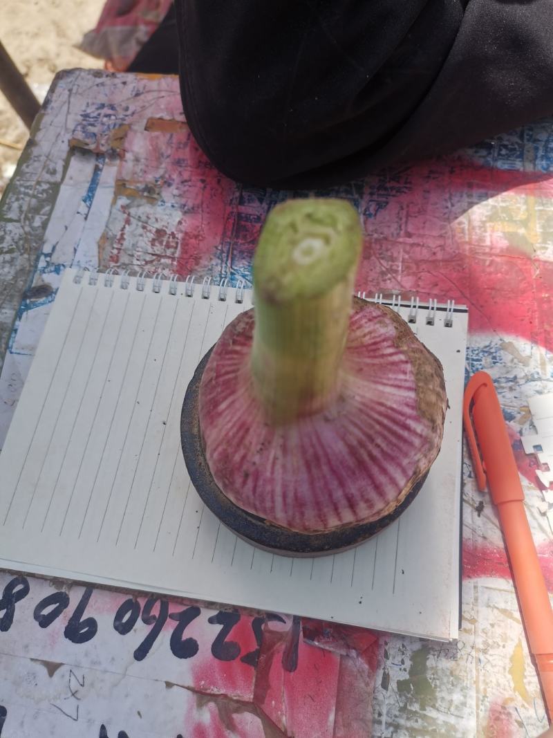 早熟蒜，中熟蒜，土蒜，晒蒜