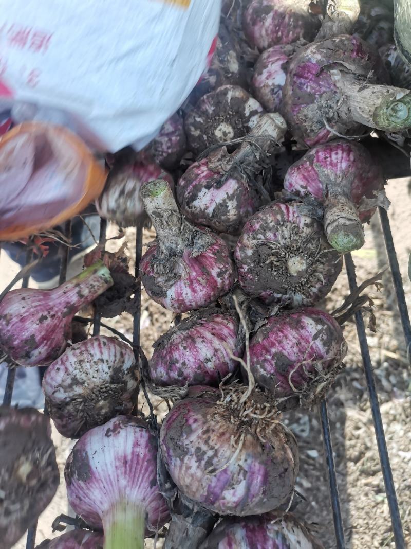 早熟蒜，中熟蒜，土蒜，晒蒜