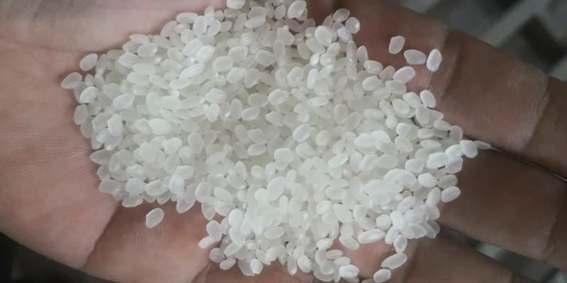 黑龙江省青岗县长粒香水稻，米质好，味美香，