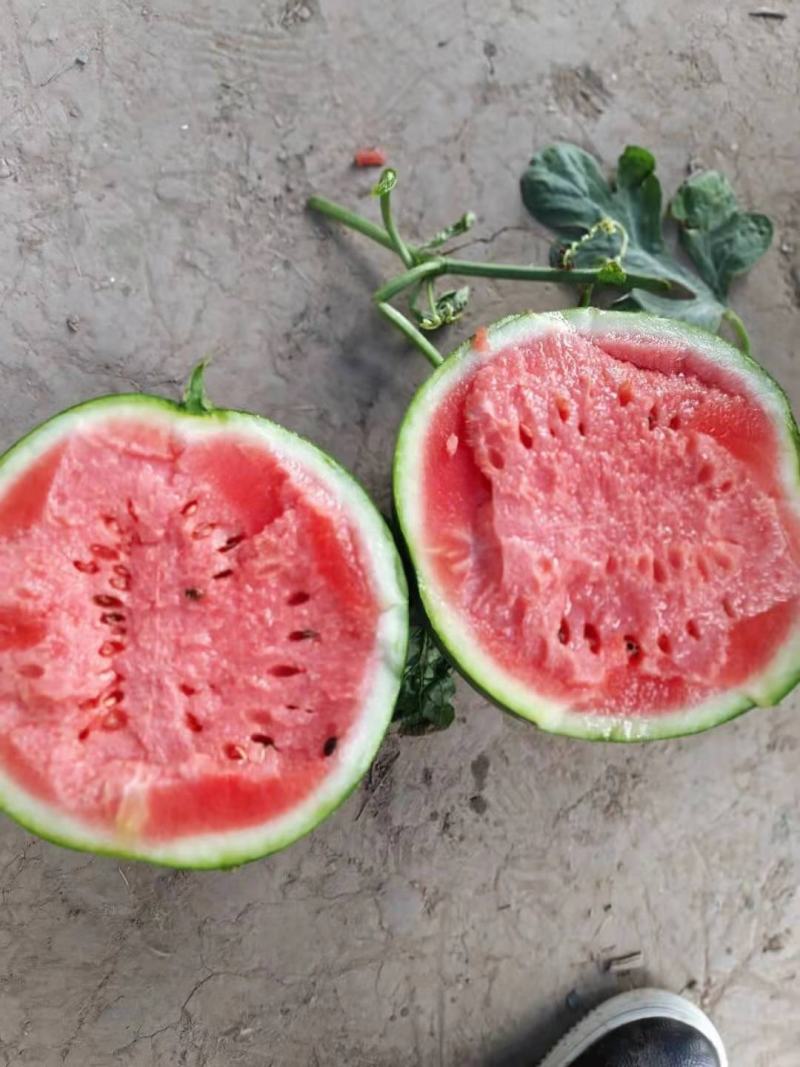 夏邑西瓜，商丘西瓜，大棚西瓜，美嘟无籽西瓜，河南美嘟西瓜