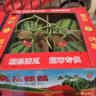 河南西瓜，美嘟西瓜，开封通许西瓜，通许西瓜