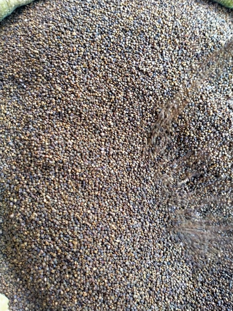 沙苑子，沙苑子大货批发产地直销，一手货源价格优！