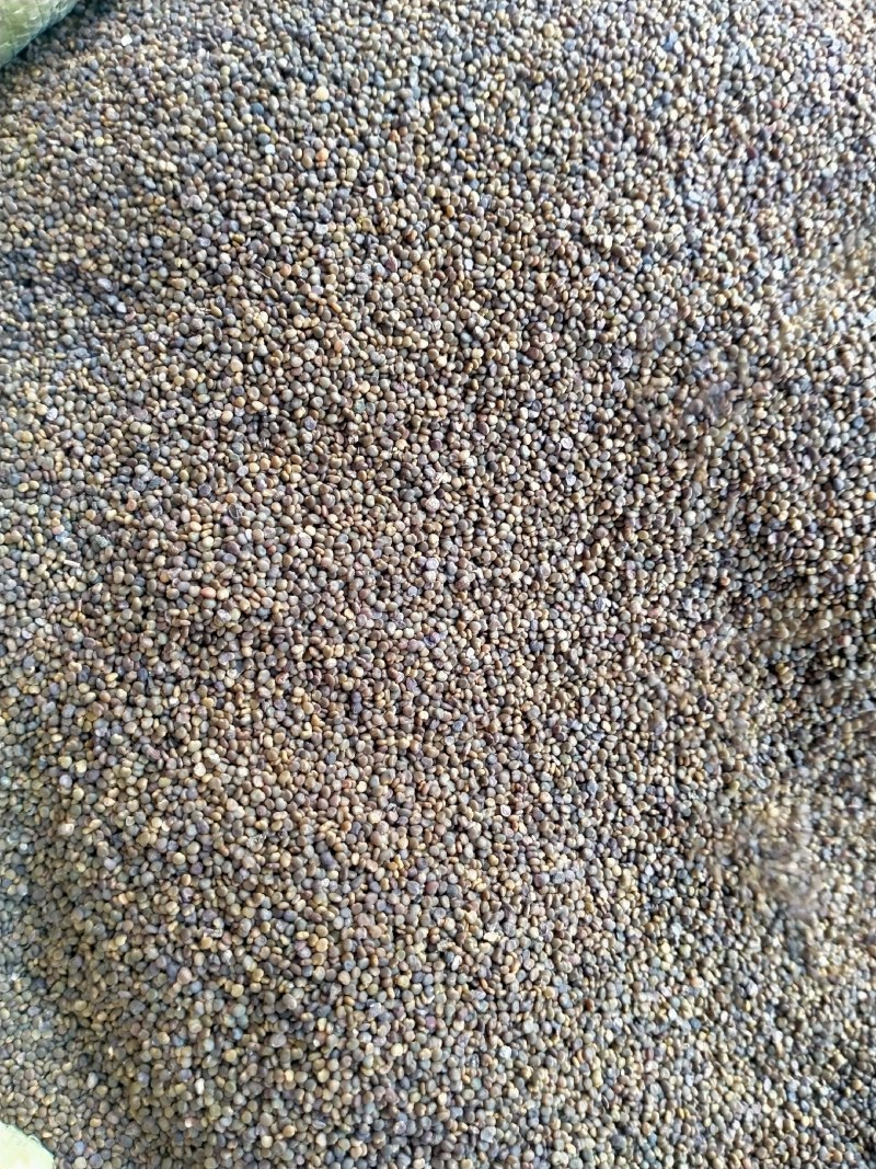 沙苑子，沙苑子大货批发产地直销，一手货源价格优！