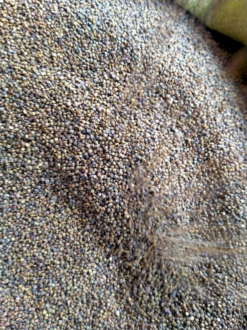 沙苑子，沙苑子大货批发产地直销，一手货源价格优！