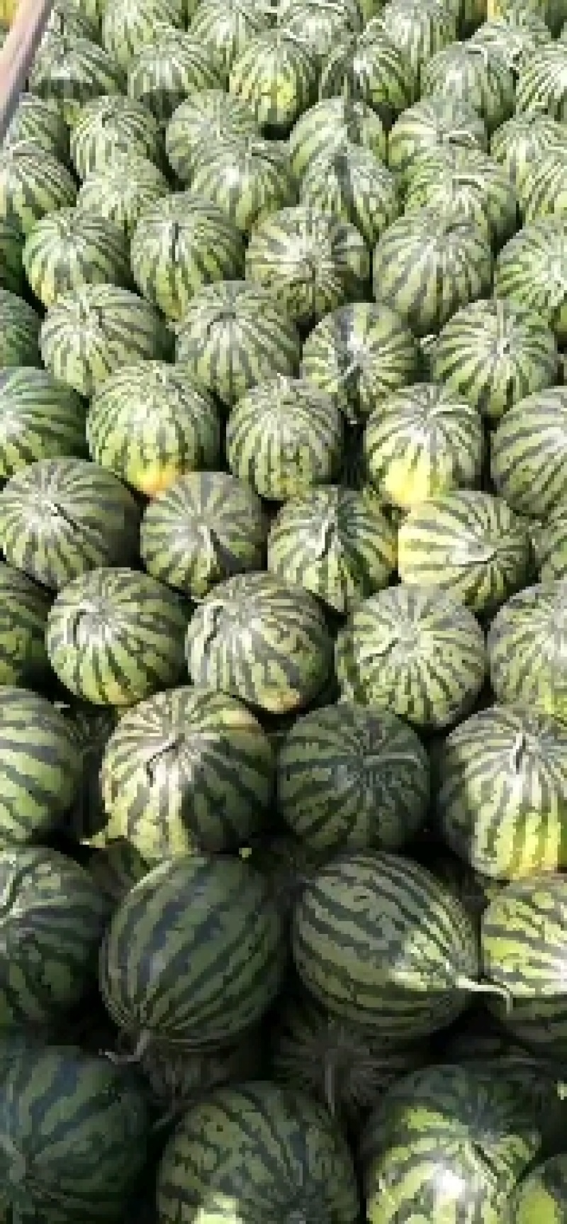 安徽甜王西瓜，甜王西瓜，河南美嘟，河南西瓜，开封西瓜