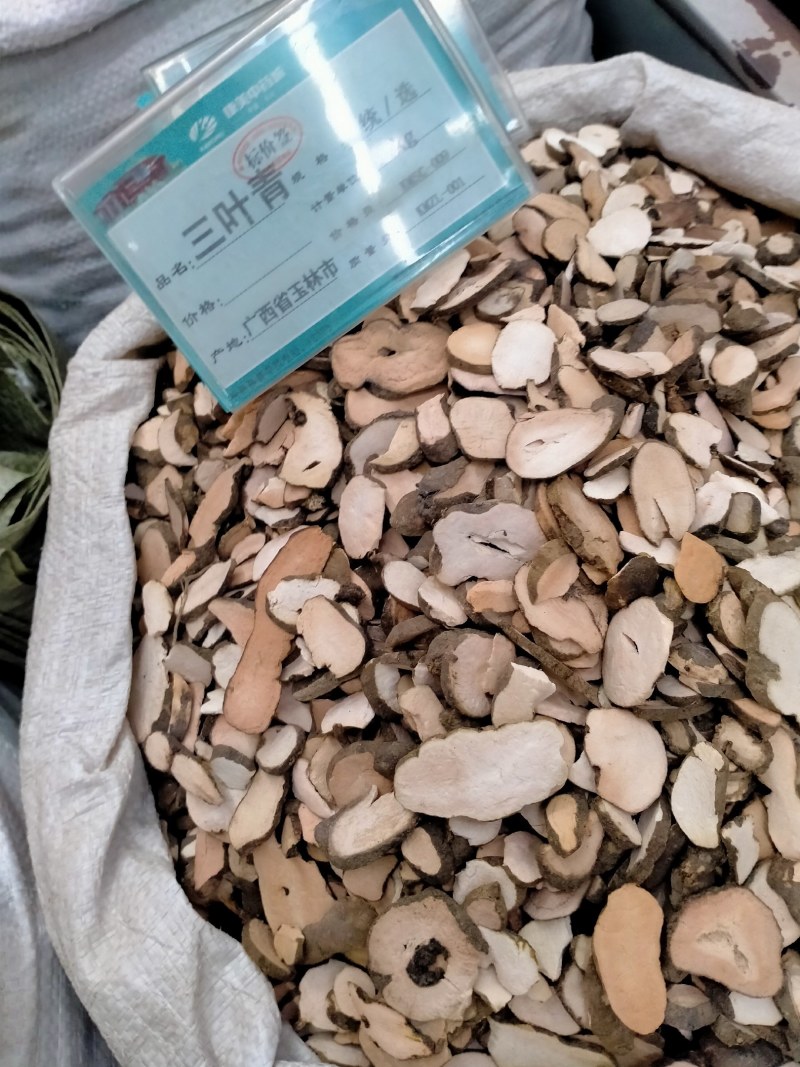 三叶青优质三叶青！大货批发产地直销价格优！