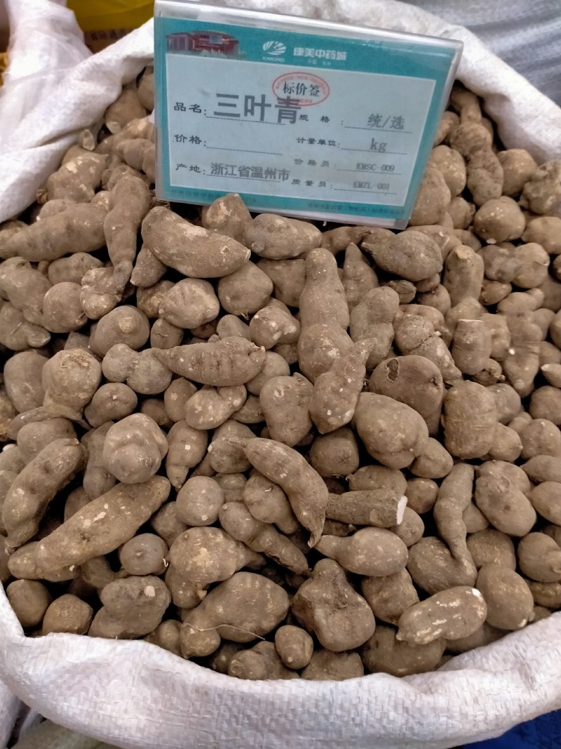 三叶青优质三叶青！大货批发产地直销价格优！