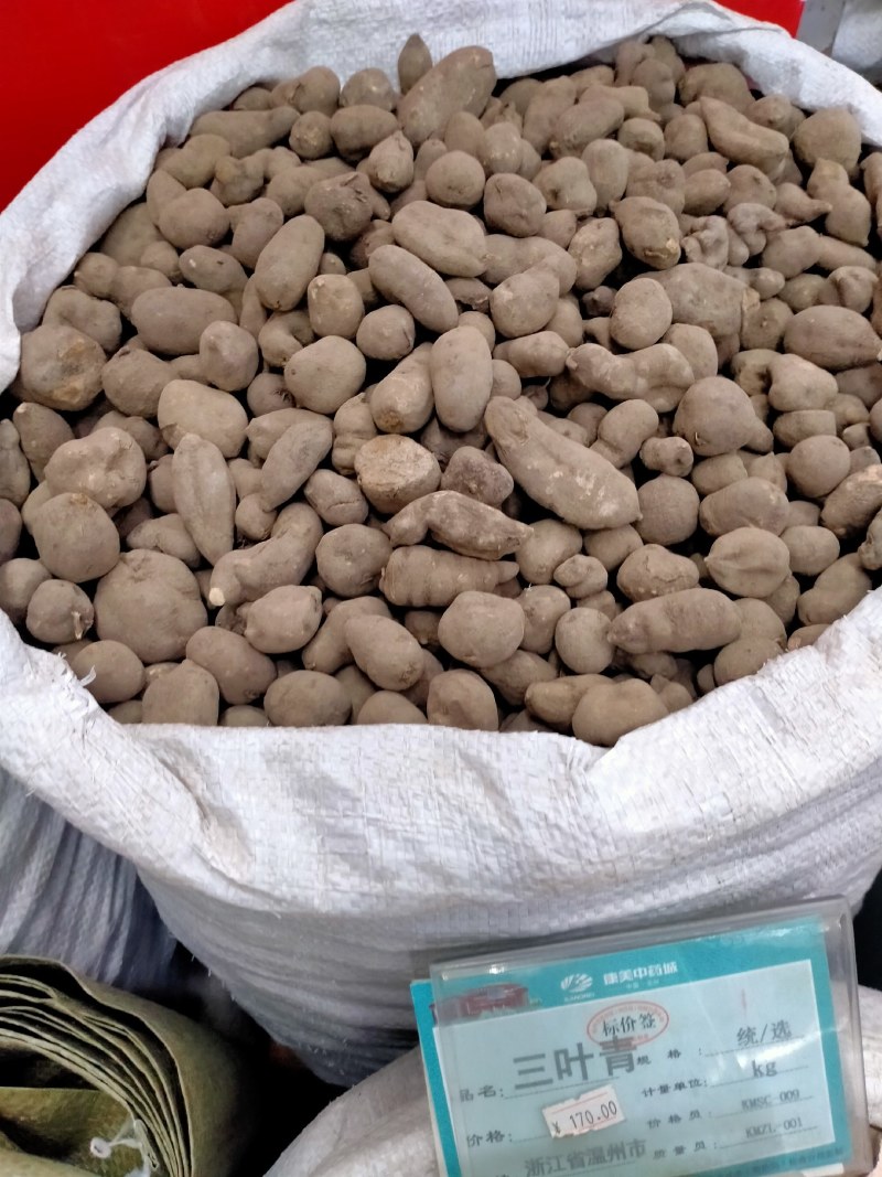 三叶青优质三叶青！大货批发产地直销价格优！
