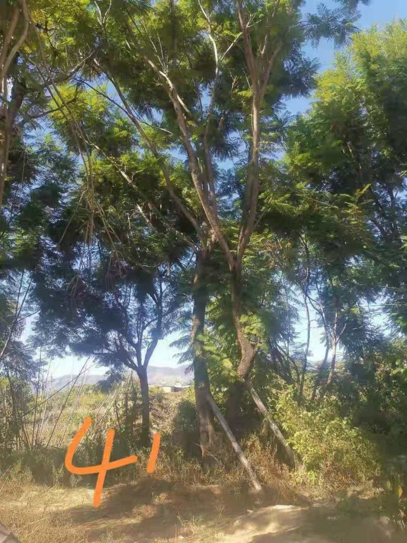 攀枝花~精品丛生蓝花楹~现货~量大从优