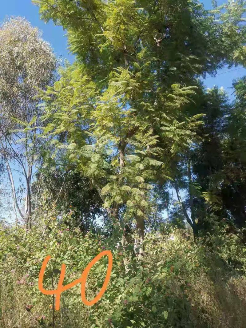 攀枝花~精品丛生蓝花楹~现货~量大从优