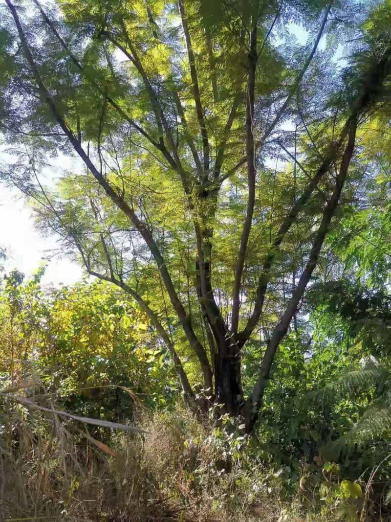 攀枝花~精品丛生蓝花楹~现货~量大从优