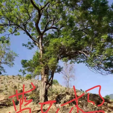 攀枝花各规格蓝花楹~现货~量大从优，欢迎各老板来实地考察