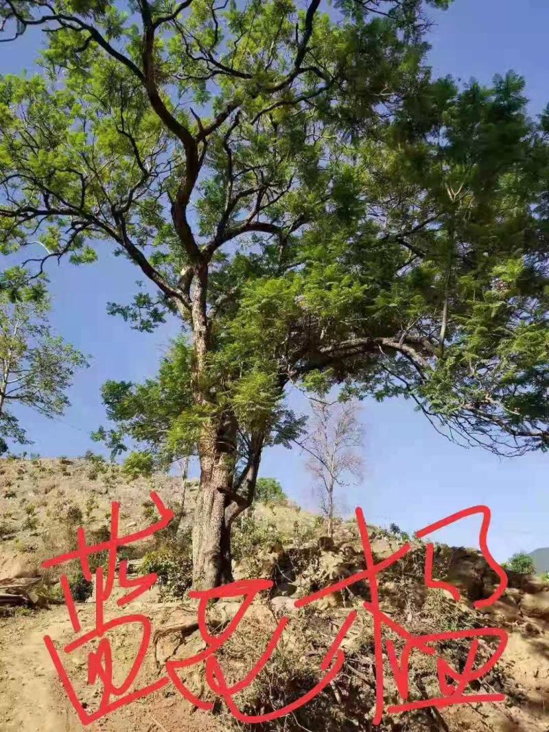 攀枝花各规格蓝花楹~现货~量大从优，欢迎各老板来实地考察