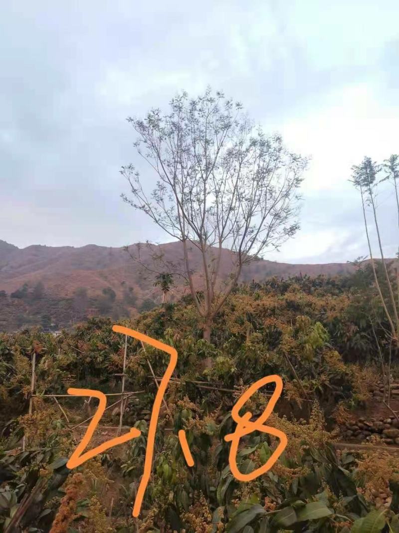 攀枝花各规格蓝花楹~现货~量大从优，欢迎各老板来实地考察
