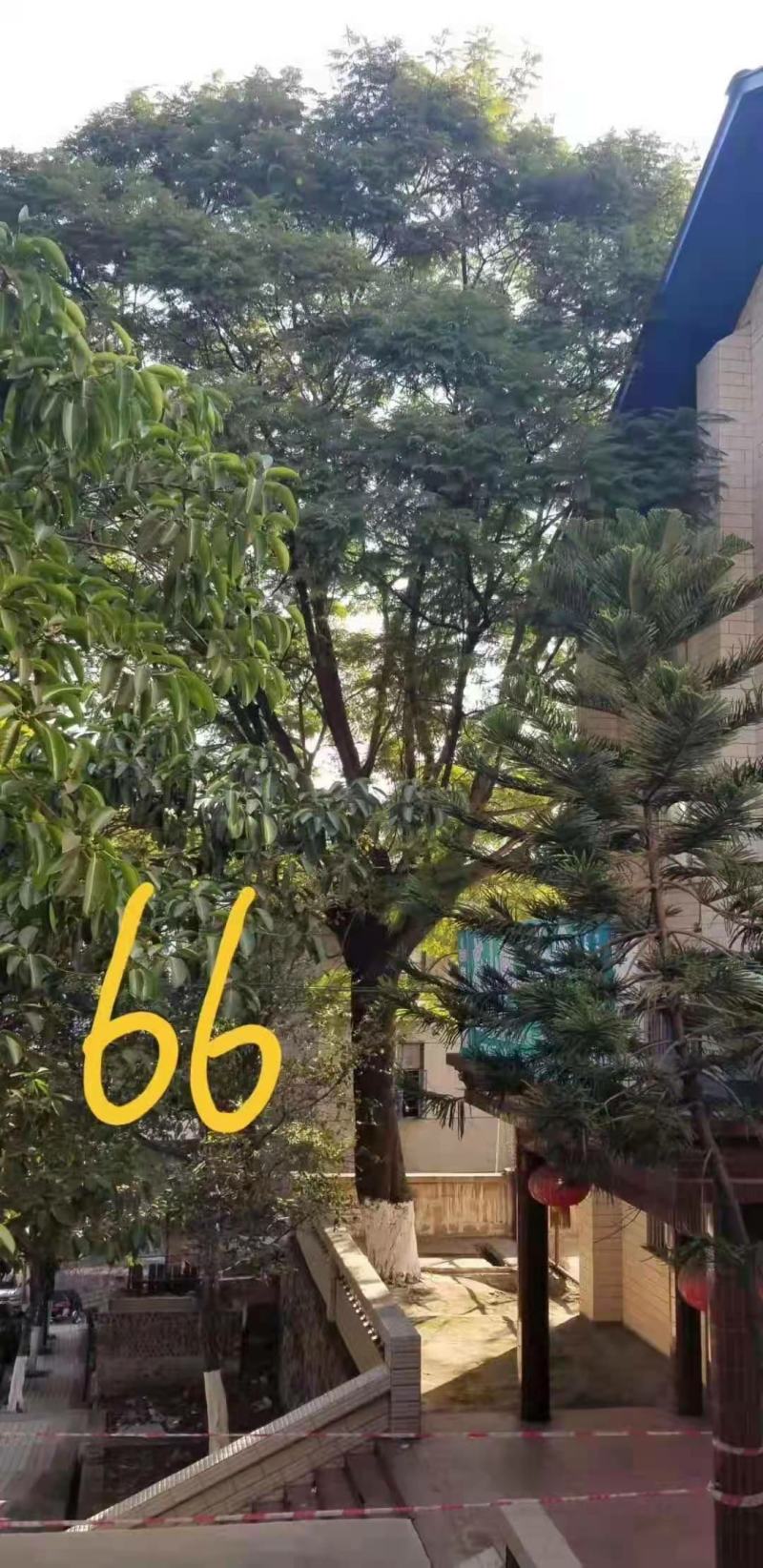 攀枝花各规格蓝花楹~现货~量大从优，欢迎各老板来实地考察