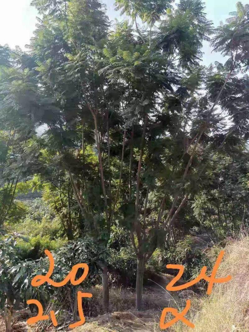 攀枝花各规格蓝花楹~现货~量大从优，欢迎各老板来实地考察