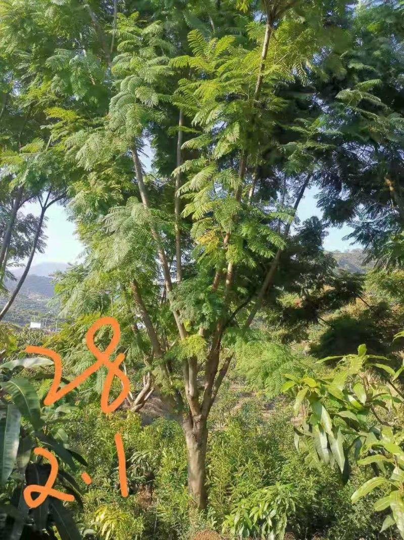 攀枝花各规格蓝花楹~现货~量大从优，欢迎各老板来实地考察