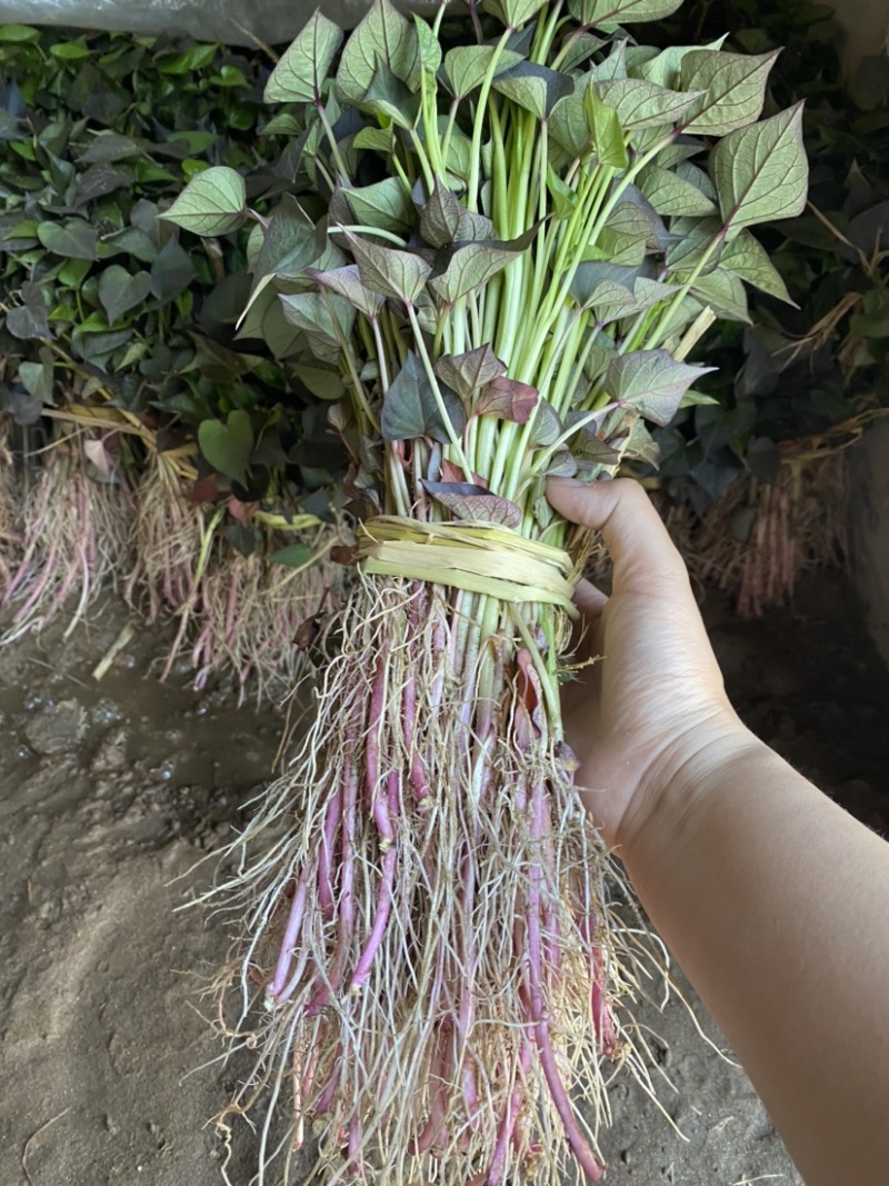 红薯苗，高产脱毒地瓜苗，成活率高早丰、济薯等品种大量批发