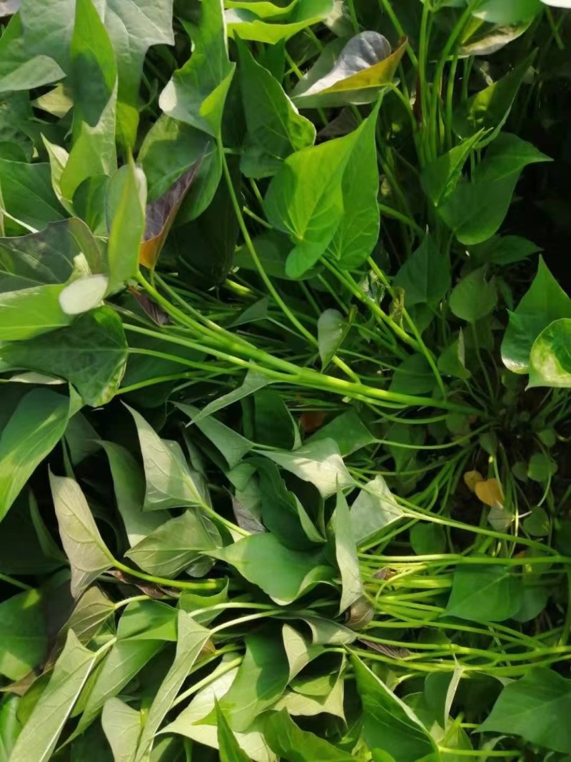 原种脱毒大田苗烟薯二五地瓜种薯入窖子完成。手提苗高剪苗