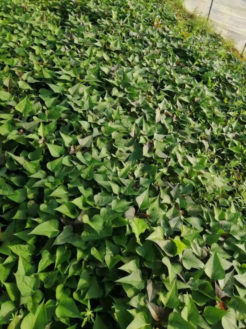 原种脱毒大田苗烟薯二五地瓜种薯入窖子完成。手提苗高剪苗