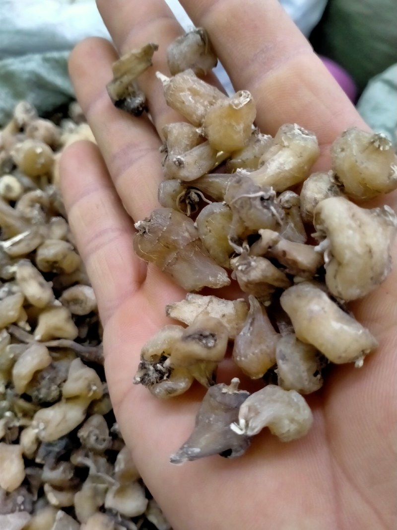 山慈菇，大货批发一手货源含量高，价格优，欢迎朋友们选货