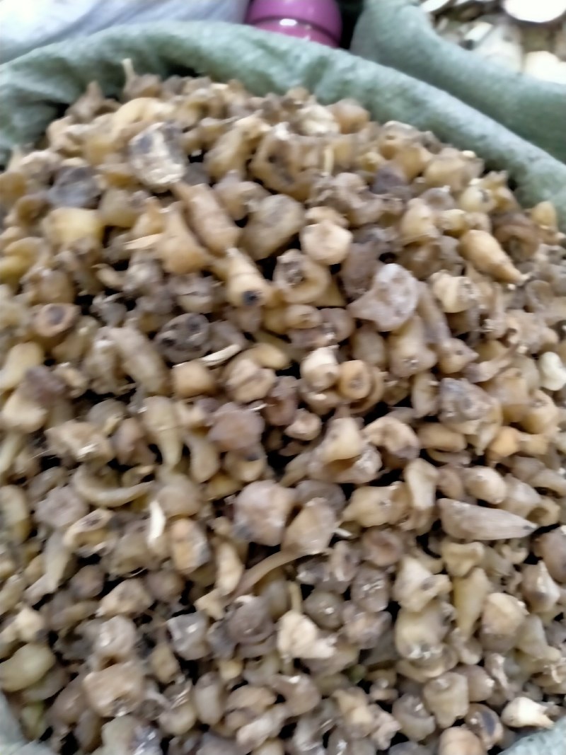 山慈菇，大货批发一手货源含量高，价格优，欢迎朋友们选货