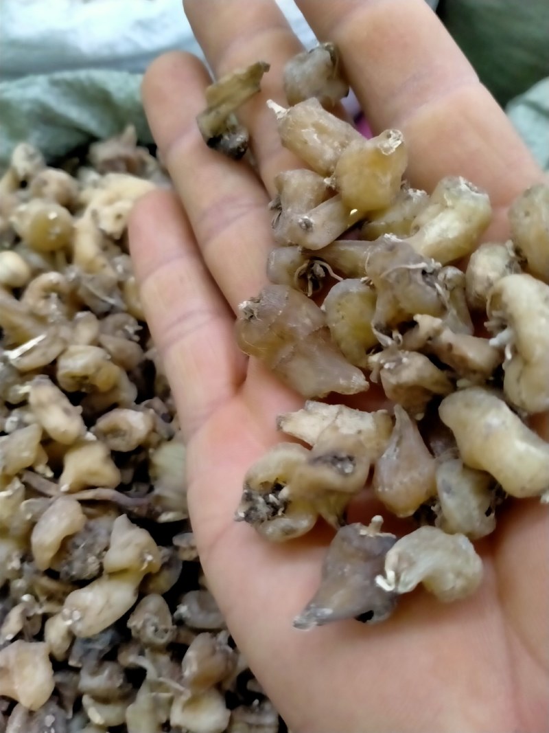 山慈菇，大货批发一手货源含量高，价格优，欢迎朋友们选货