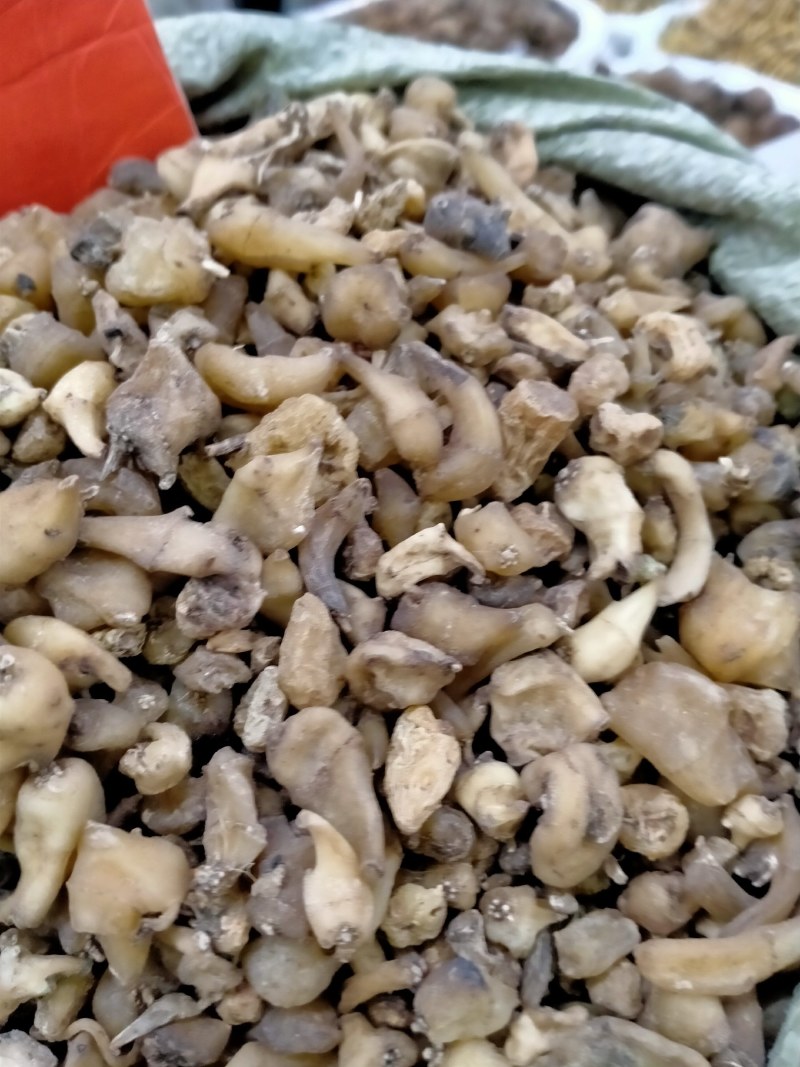 山慈菇，大货批发一手货源含量高，价格优，欢迎朋友们选货