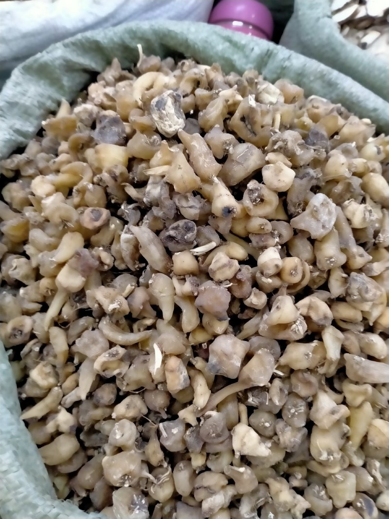 山慈菇，大货批发一手货源含量高，价格优，欢迎朋友们选货