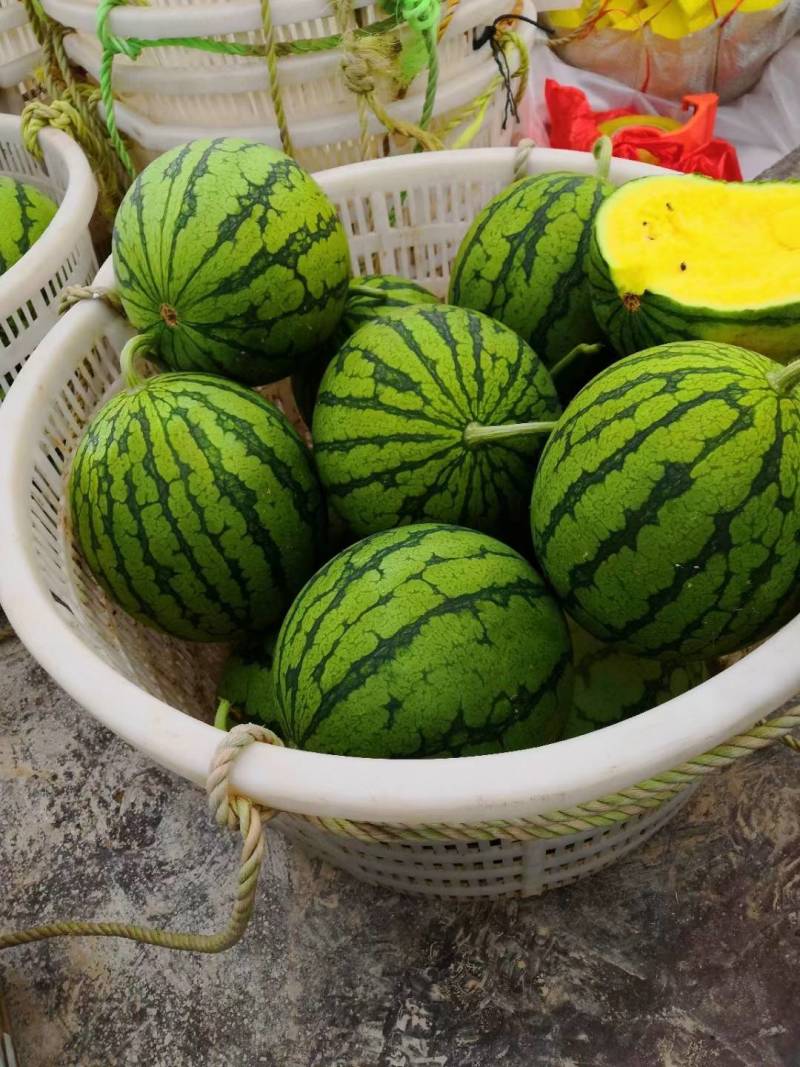 江苏特小凤西瓜现摘现发果型好瓤红瓜甜货源充足支持视频看货