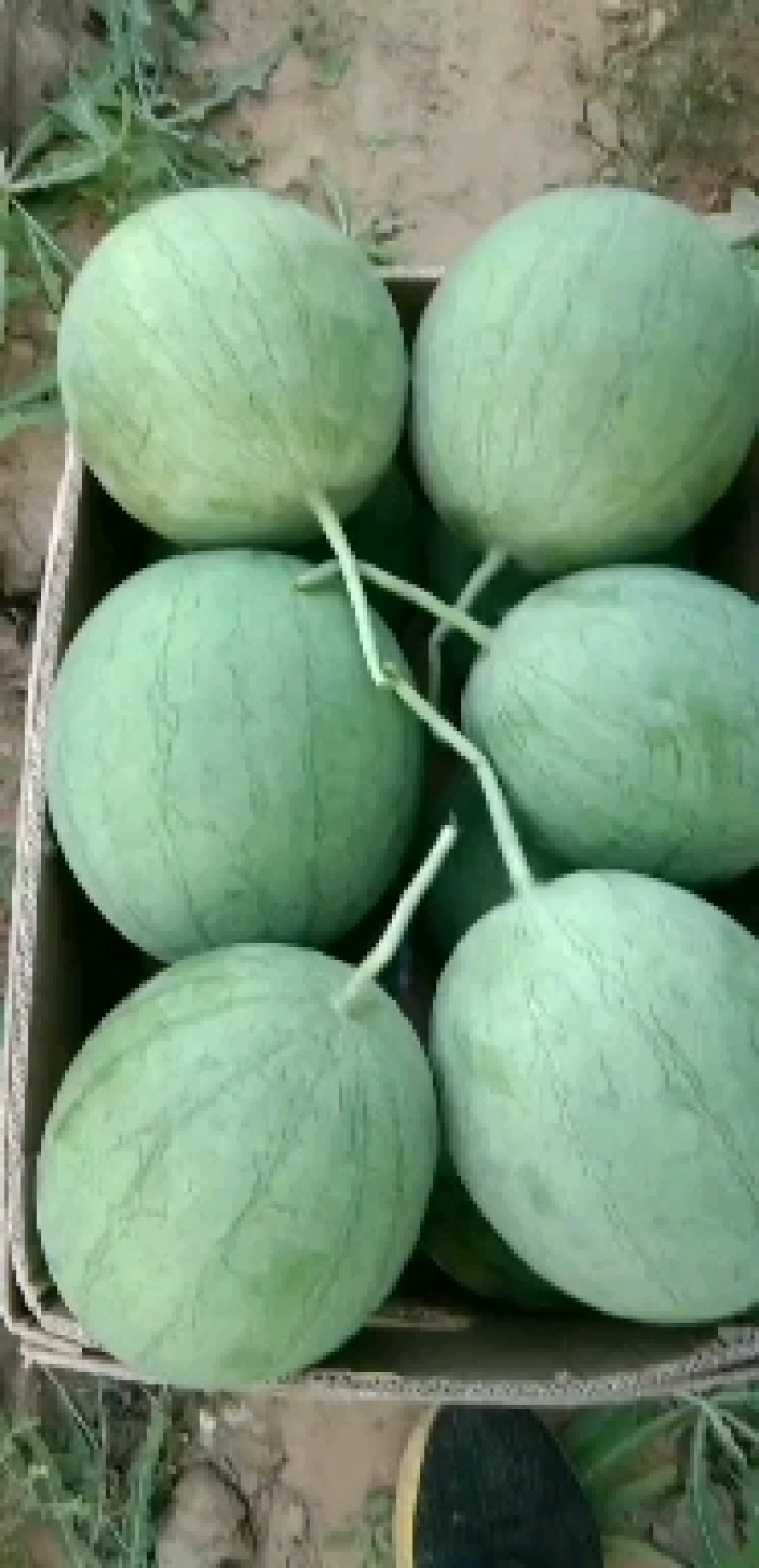 宁夏牛奶吊瓜大量上市了，量大量大