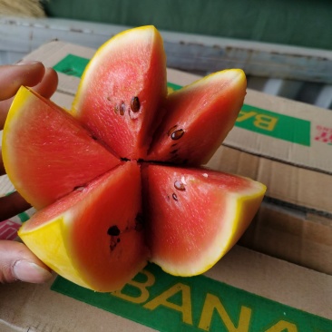 宁夏牛奶吊瓜大量上市了，量大量大