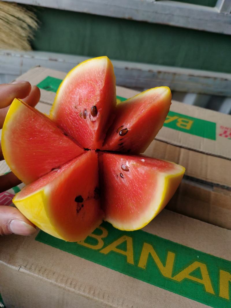 宁夏牛奶吊瓜大量上市了，量大量大