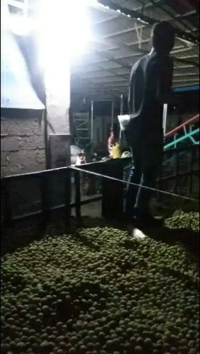 酸梅果(实力代办)