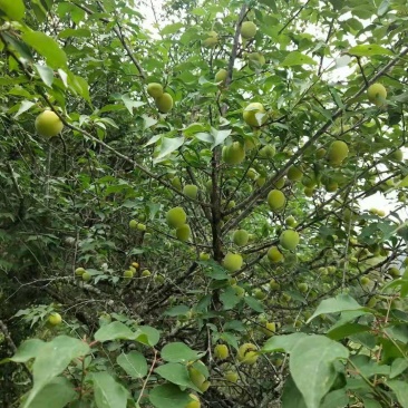 酸梅果(实力代办)