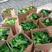 基地精品绿萝除甲醛净化空气室内植物水培花卉绿新房家用