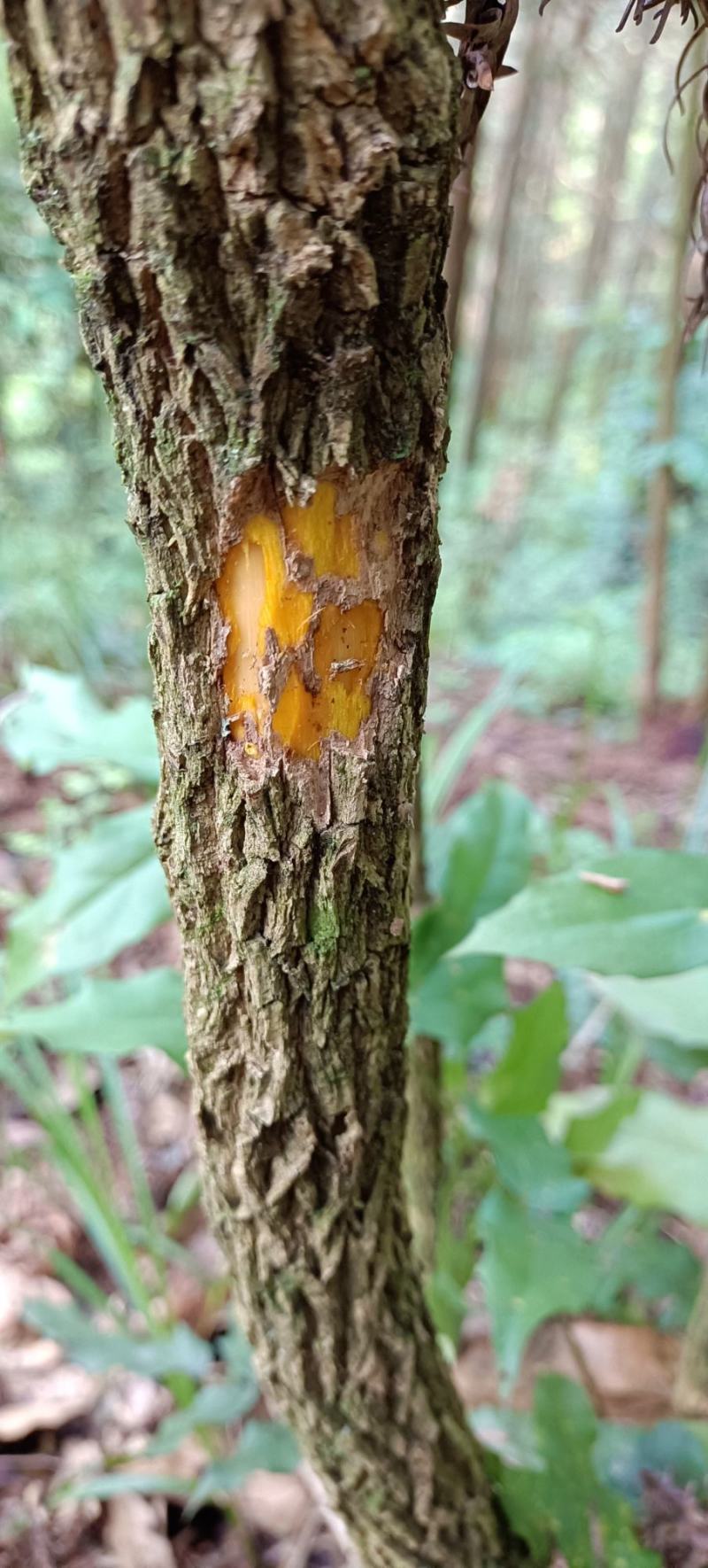 包邮野生十大功劳，土黄莲，现采现发，有需要联系。