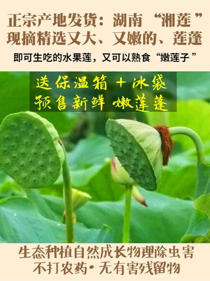 【现货供应】新鲜莲蓬莲子生吃即食湖南湘莲应季水果嫩莲米