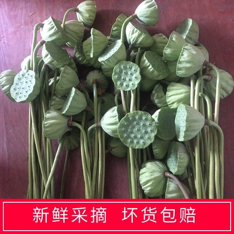 【现货供应】新鲜莲蓬莲子生吃即食湖南湘莲应季水果嫩莲米