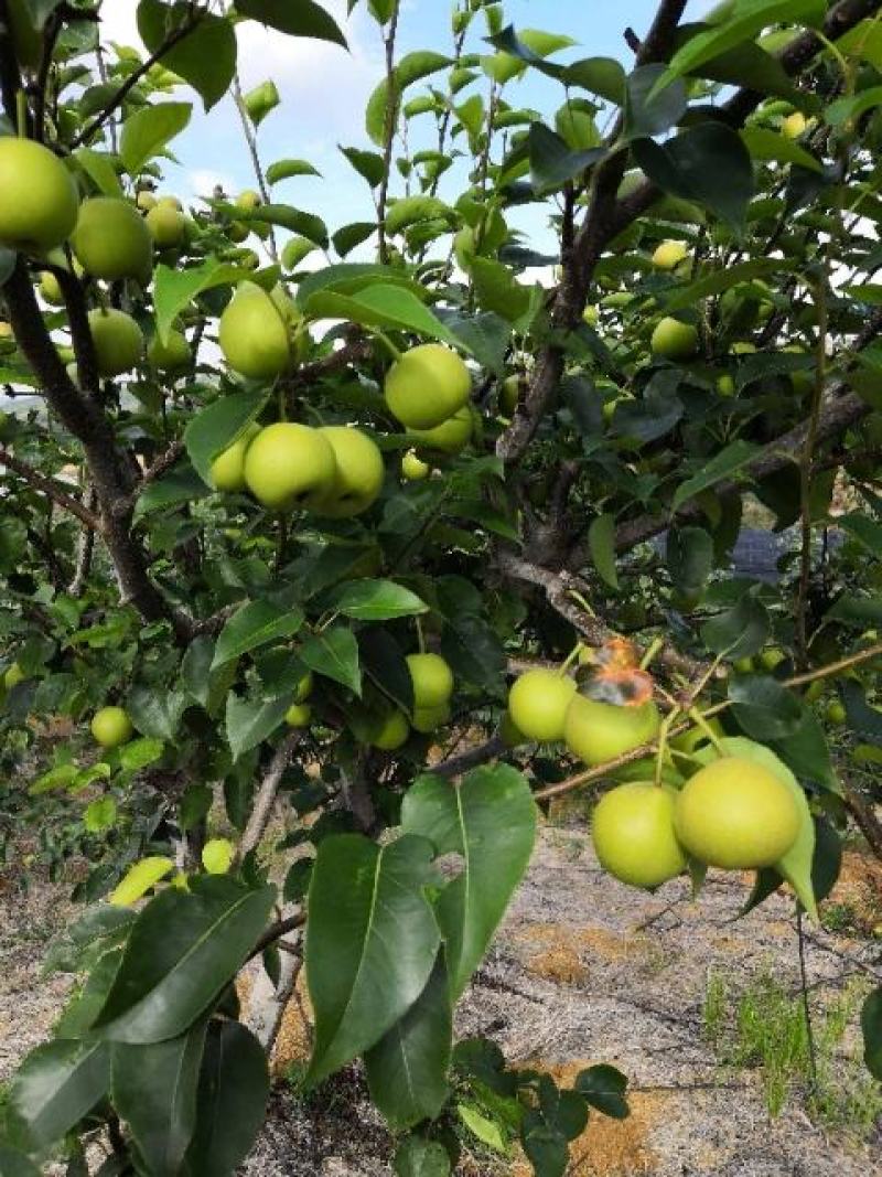 早白蜜