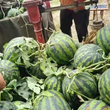 西瓜、京欣西瓜、大量上市，价格不贵，质量优坏烂包赔