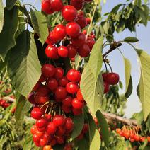 山东冠县樱桃基地大量供应优质露天樱桃欢迎新老客户，电商。