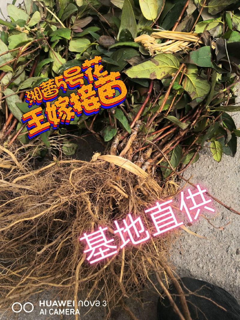 湘蕾5号花王金银花嫁接苗量大从优提供技术包回收
