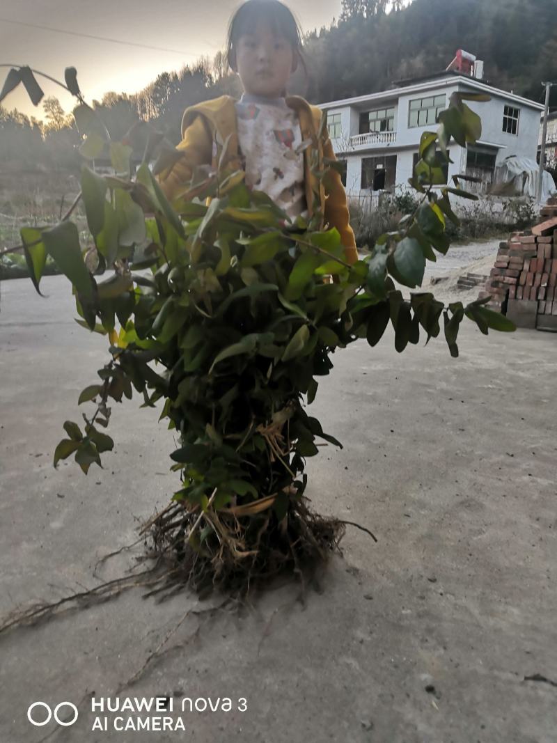 湘蕾5号花王，抗病能力强，产量高，提供成植技术包回收