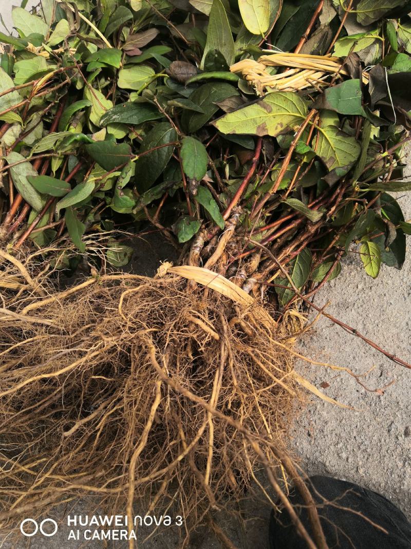 湘蕾5号花王，抗病能力强，产量高，提供成植技术包回收