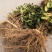 湘蕾5号花王，抗病能力强，产量高，提供成植技术包回收