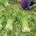 （热销）芹菜产区直供，无苔。货源充足，量大从优，视频看货