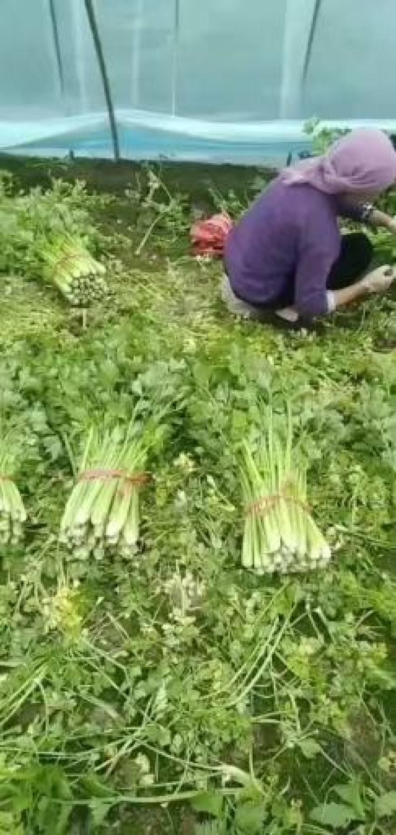 （热销）芹菜产区直供，无苔。货源充足，量大从优，视频看货