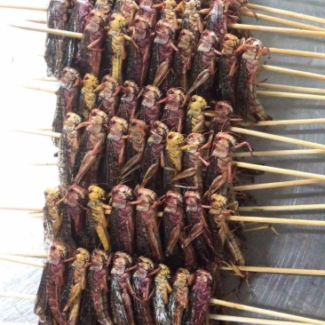 烧烤蚂蚱串